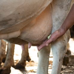 Euro Joe Gold Mint Sta-/Hang Tube 5 Euro Joe Gold Mint Sta-/Hang Tube -Euro Joe Shop 135963