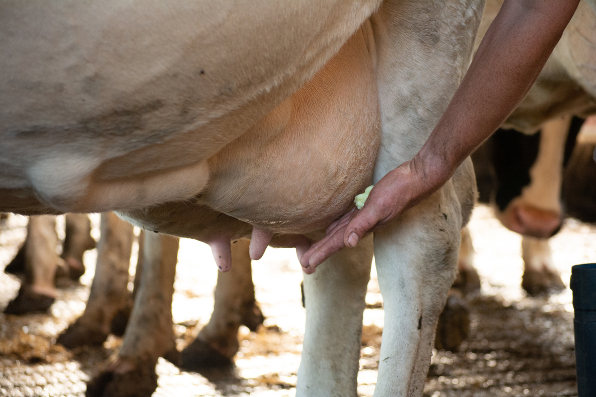 Gold Mint Sta-/Hang tube Euro Joe Gold Mint Sta-/Hang Tube -Euro Joe Shop 135963