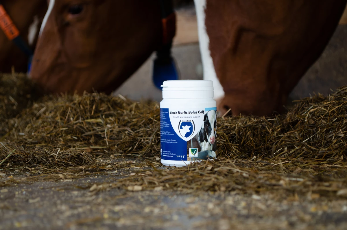 Euro Joe Black Garlic Bolus Calf 3 Euro Joe Black Garlic Bolus Calf