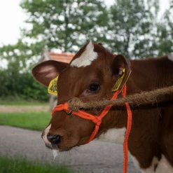 Euro Joe Halster Kalf Verstelbaar Breed Oranje