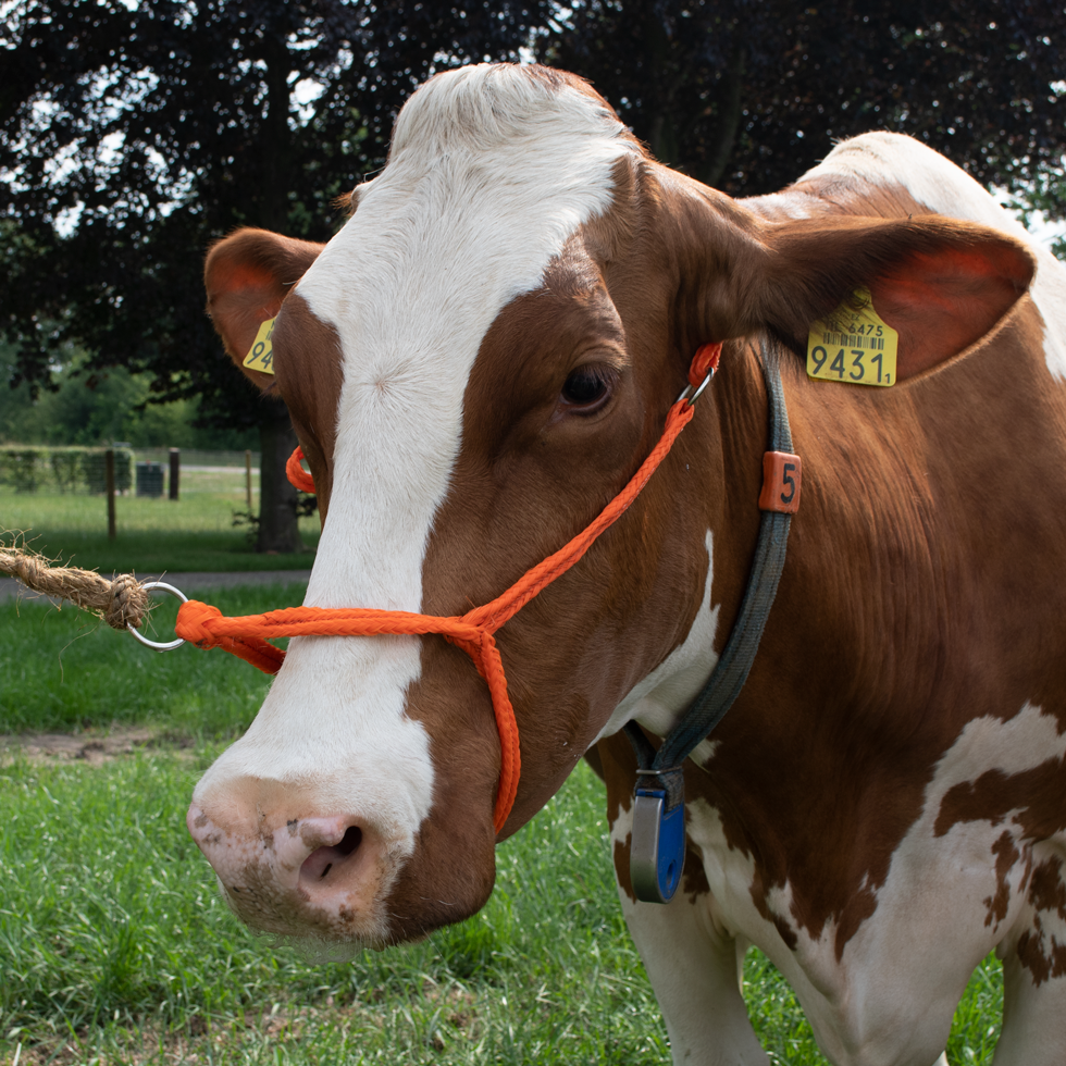 Euro Joe Halster Vaars Verstelbaar Breed Oranje 3 Euro Joe Halster Vaars Verstelbaar Breed Oranje