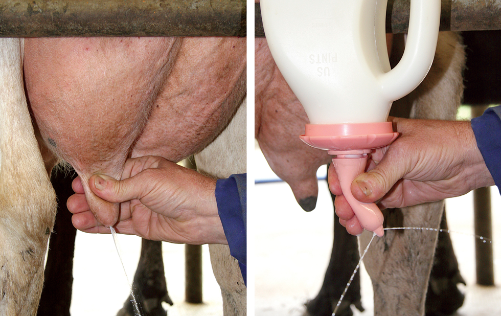 Kalveremmer speen 100 mm Peach Teats Euro Joe Kalveremmer Speen 100 Mm Peach Teats -Euro Joe Shop 260469