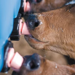 Euro Joe Kalveremmer Speen 100 Mm Peach Teats 9 Euro Joe Kalveremmer Speen 100 Mm Peach Teats -Euro Joe Shop 260471