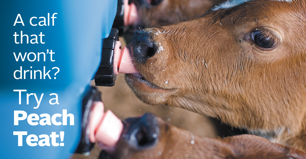 Kalveremmer speen 100 mm Peach Teats Euro Joe Kalveremmer Speen 100 Mm Peach Teats -Euro Joe Shop 260471