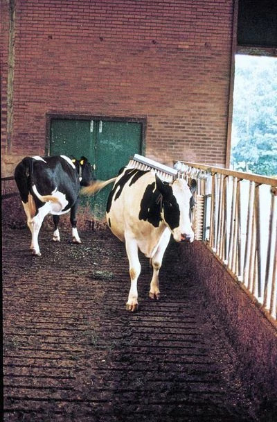 Euro Joe Veeborstel Compleet 3 Euro Joe Veeborstel Compleet