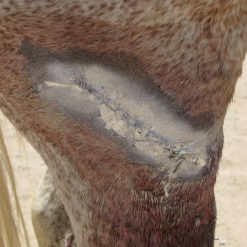 Euro Joe Shop -Euro Joe Shop 261892 1