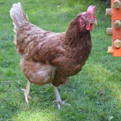 Euro Joe Hentastic Chick Stick Feeder -orange- -Euro Joe Shop 263419