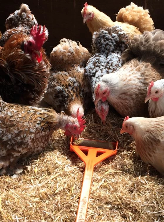 Euro Joe Hentastic Fun Feeder, Ideal For Chick Sticks 3 Euro Joe Hentastic Fun Feeder, Ideal For Chick Sticks