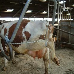 Euro Joe Hoefbekapbeugel 1,5/2 Duims 7 Euro Joe Hoefbekapbeugel 1,5/2 Duims -Euro Joe Shop 263484 scaled