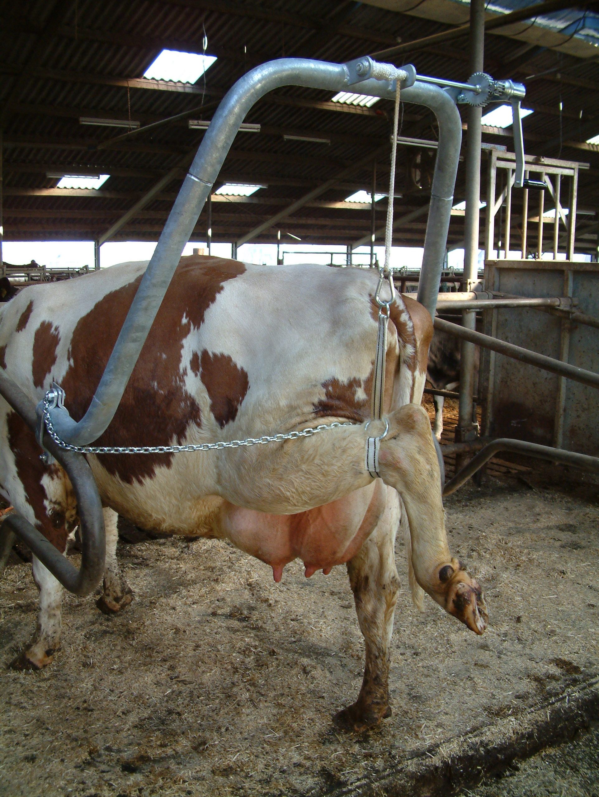 Hoefbekapbeugel 1,5/2 duims Euro Joe Hoefbekapbeugel 1,5/2 Duims -Euro Joe Shop 263484 scaled