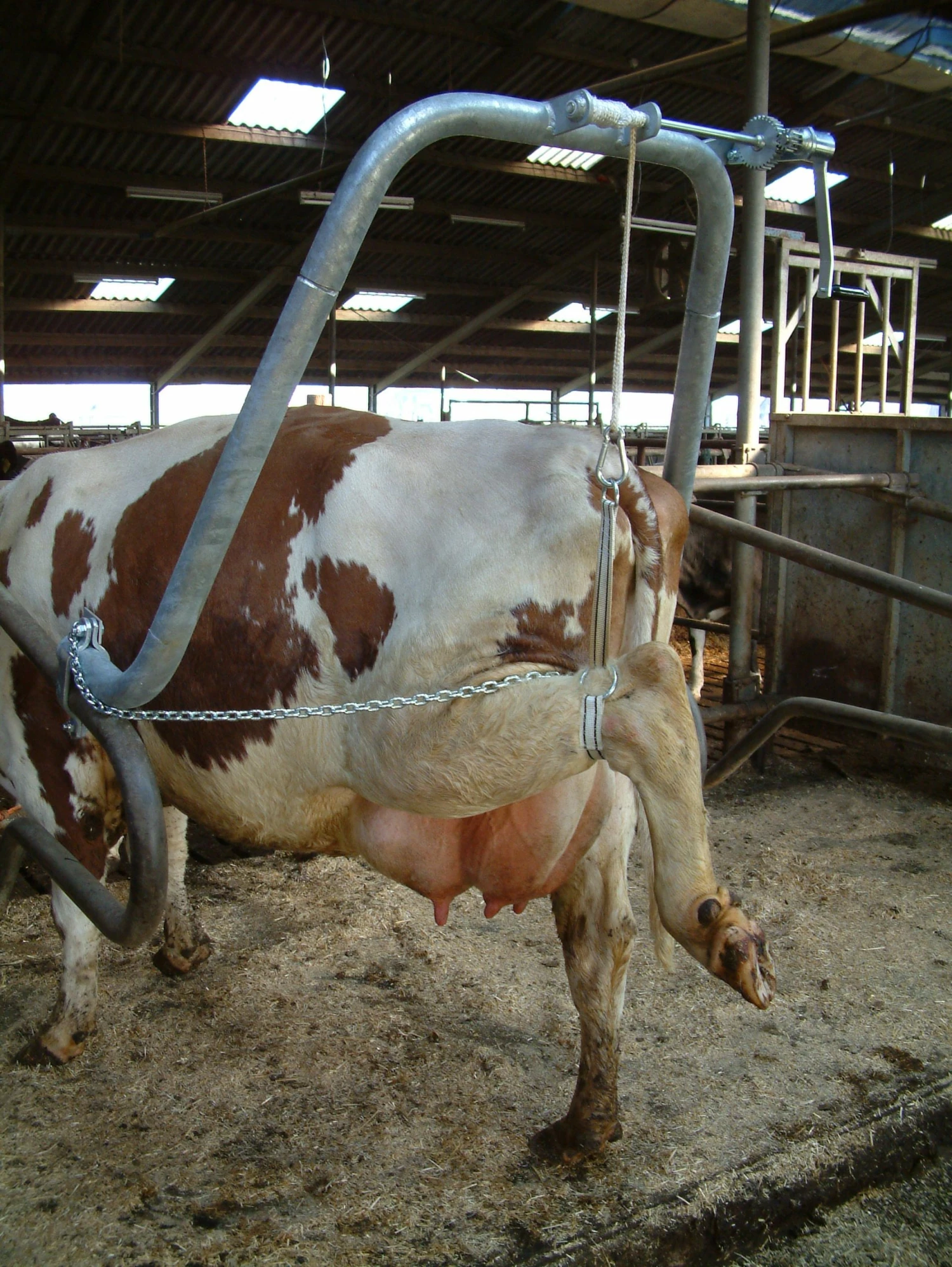 Euro Joe Hoefbekapbeugel 1,5/2 Duims 5 Euro Joe Hoefbekapbeugel 1,5/2 Duims - Image 3