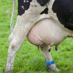 Euro Joe Koeherkenningsband Kunststof Rood 11 Euro Joe Koeherkenningsband Kunststof Rood -Euro Joe Shop 264354