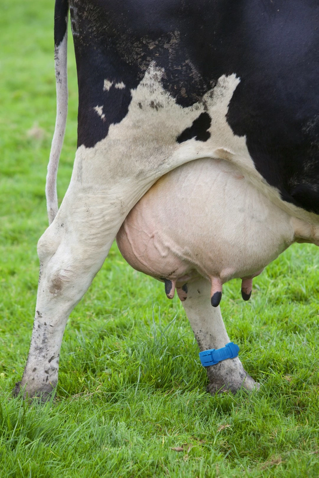 Euro Joe Koeherkenningsband Kunststof Rood 7 Euro Joe Koeherkenningsband Kunststof Rood - Image 5