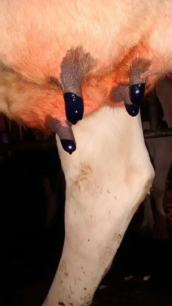 Euro Joe Maxi Dry Cow Teat Seal 5 Euro Joe Maxi Dry Cow Teat Seal - Image 3