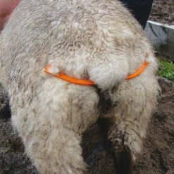 Euro Joe Lijfbieder Voor Schaap Met Klem 6 Euro Joe Lijfbieder Voor Schaap Met Klem -Euro Joe Shop 267496 1