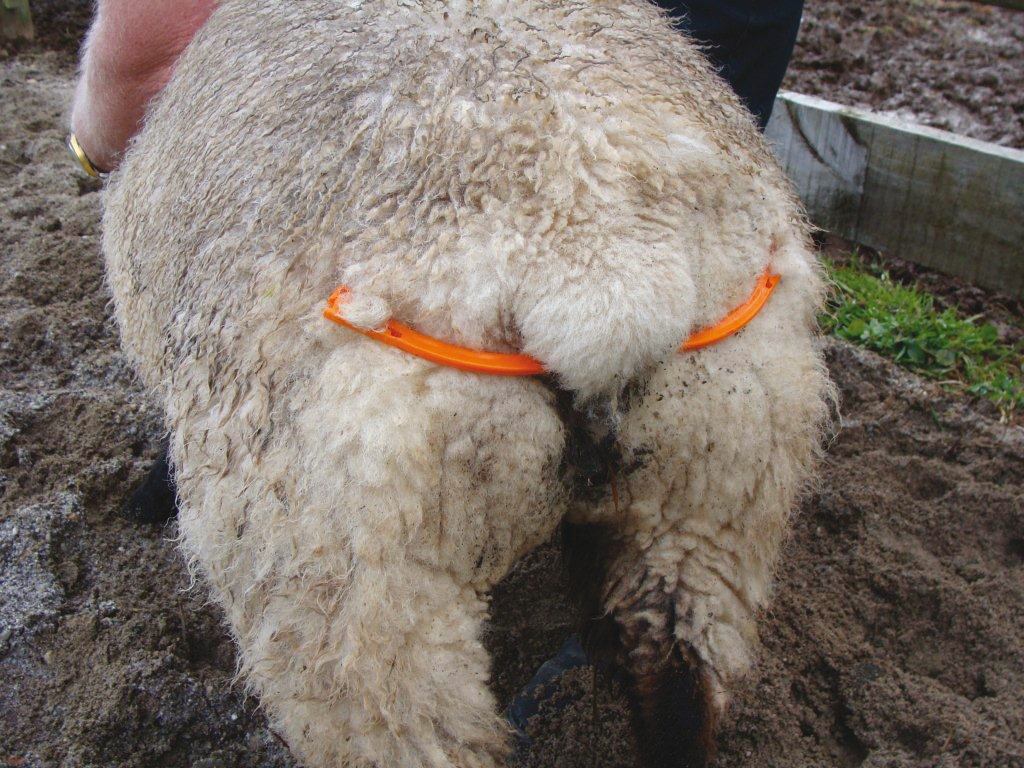 Lijfbieder voor schaap met klem Euro Joe Lijfbieder Voor Schaap Met Klem -Euro Joe Shop 267496 1