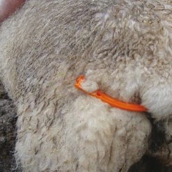 Euro Joe Lijfbieder Voor Schaap Met Klem 7 Euro Joe Lijfbieder Voor Schaap Met Klem -Euro Joe Shop 267501