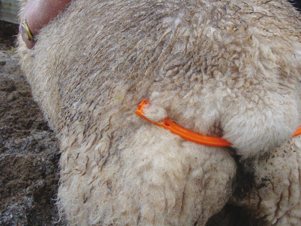 Lijfbieder voor schaap met klem Euro Joe Lijfbieder Voor Schaap Met Klem -Euro Joe Shop 267501