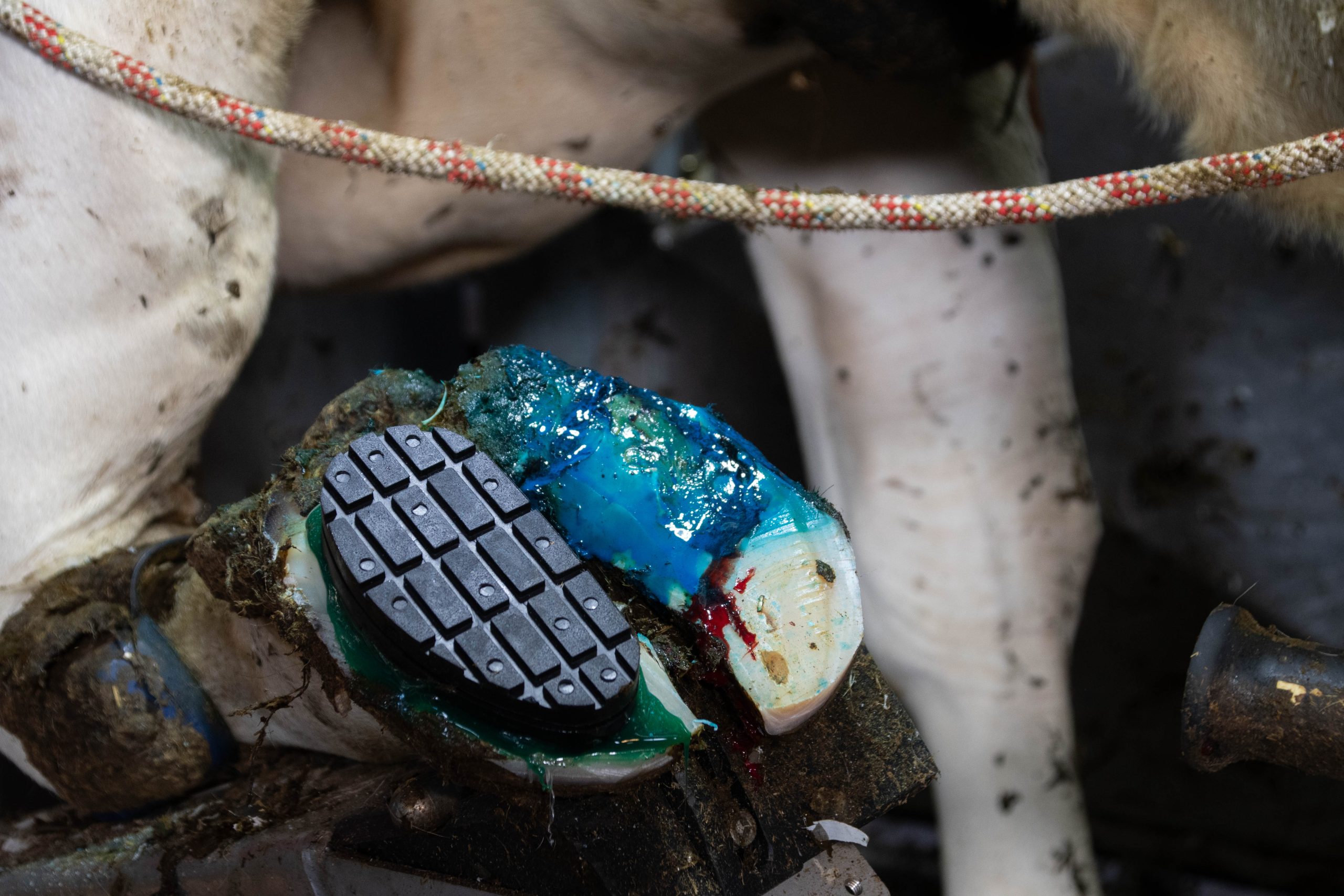 Easy Hoof Block rubber "comfort" Euro Joe Easy Hoof Block Rubber "comfort" -Euro Joe Shop 269363 scaled