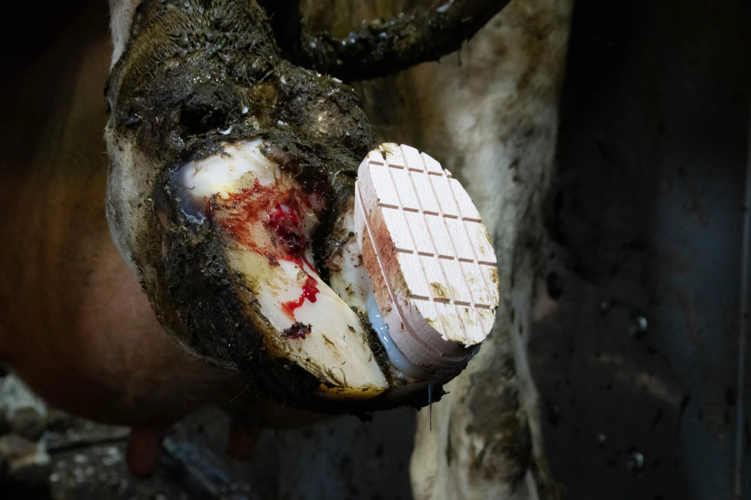 Euro Joe Easy Hoof Block Hout 6 Euro Joe Easy Hoof Block Hout - Image 4