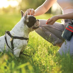 Euro Joe KONG Treat Bag 7 Euro Joe KONG Treat Bag -Euro Joe Shop 275149