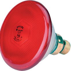 Euro Joe Lamp 175 W Rood Philips Spaar